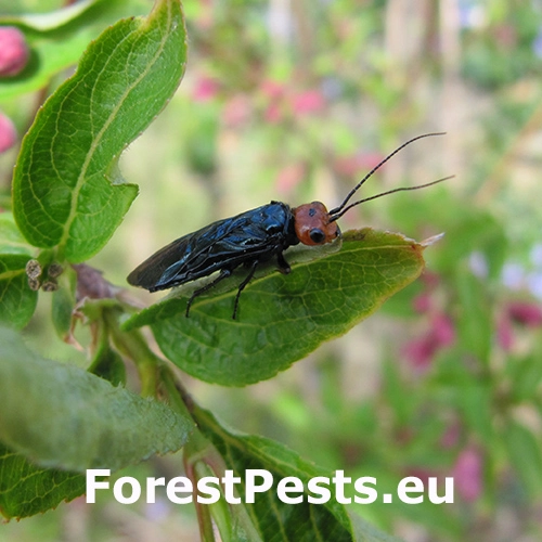 Ploskanka Acantholyda erythrocephala