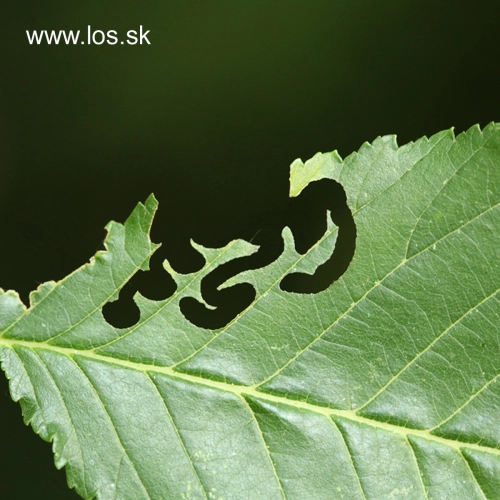 Ploskanka Aproceros leucopoda