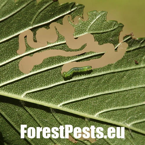 Ploskanka Aproceros leucopoda