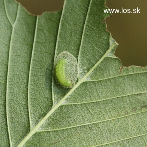 Ploskanka Aproceros leucopoda