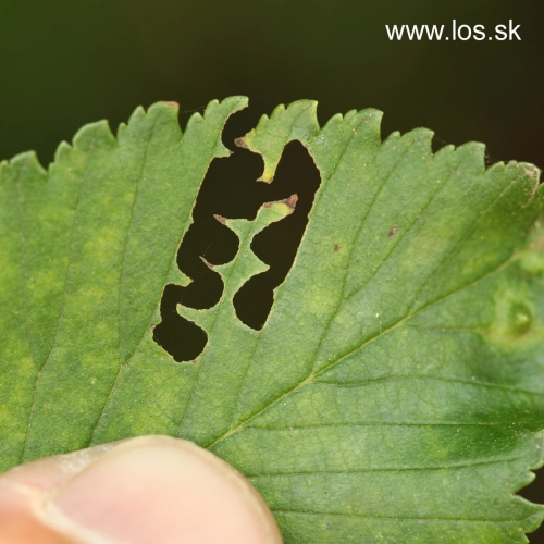 Ploskanka Aproceros leucopoda