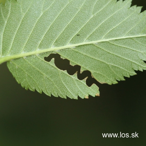 Ploskanka Aproceros leucopoda