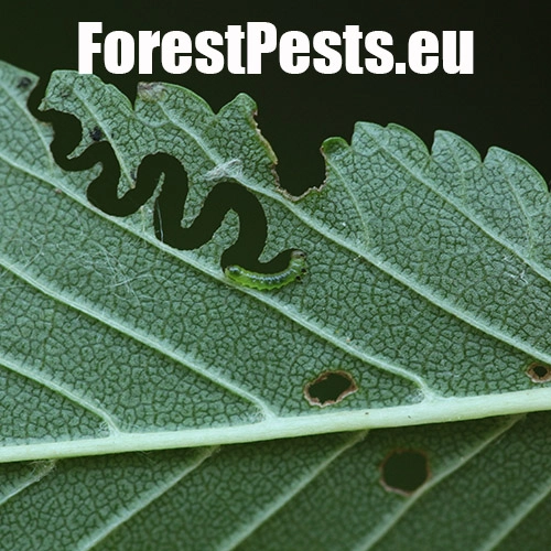 Ploskanka Aproceros leucopoda