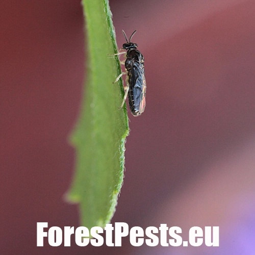 Ploskanka Aproceros leucopoda