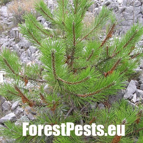 Ploskanka sadenicov&aacute;