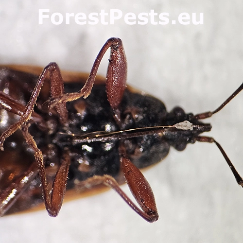 Plo&scaron;tička &scaron;i&scaron;kov&aacute;