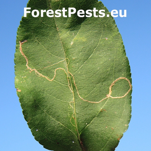 Podkop&aacute;čik ovocn&yacute;