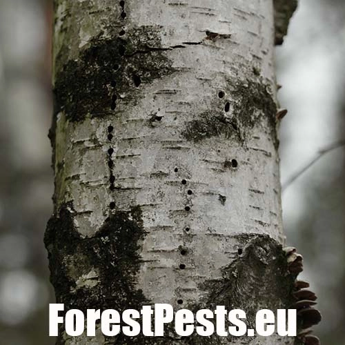 Podk&ocirc;rnik brezov&yacute;