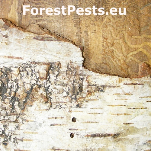 Podk&ocirc;rnik brezov&yacute;