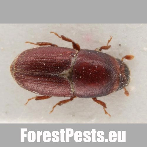 Podk&ocirc;rnik dubov&yacute;