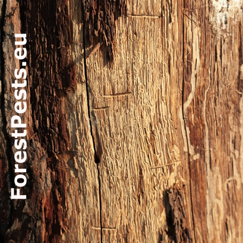 Podk&ocirc;rnik dubov&yacute;