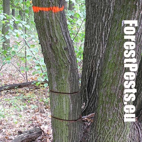 Podk&ocirc;rnik dubov&yacute;