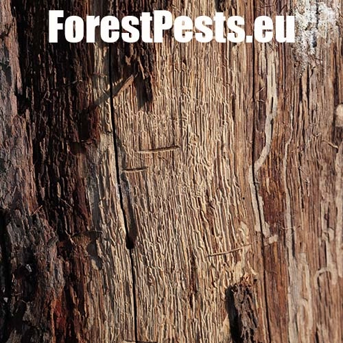 Podk&ocirc;rnik dubov&yacute;