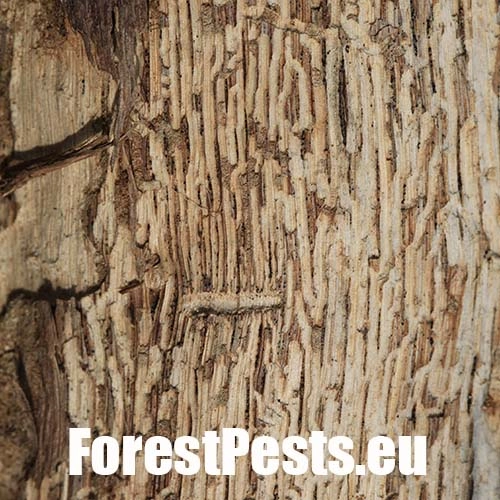 Podk&ocirc;rnik dubov&yacute;