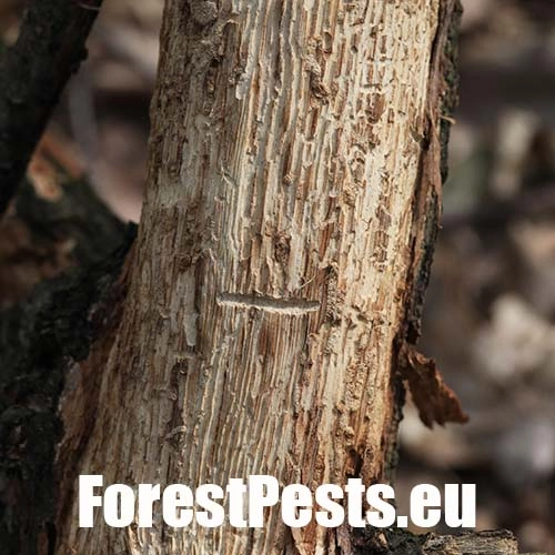 Podk&ocirc;rnik dubov&yacute;