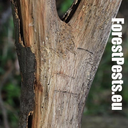 Podk&ocirc;rnik hrabov&yacute;