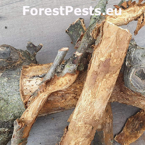 Podk&ocirc;rnik ovocn&yacute;