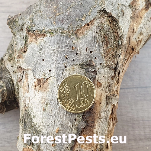 Podk&ocirc;rnik ovocn&yacute;