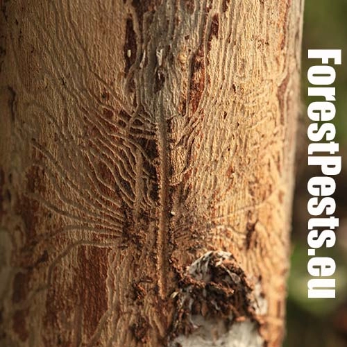 Podk&ocirc;rnik slivkov&yacute;