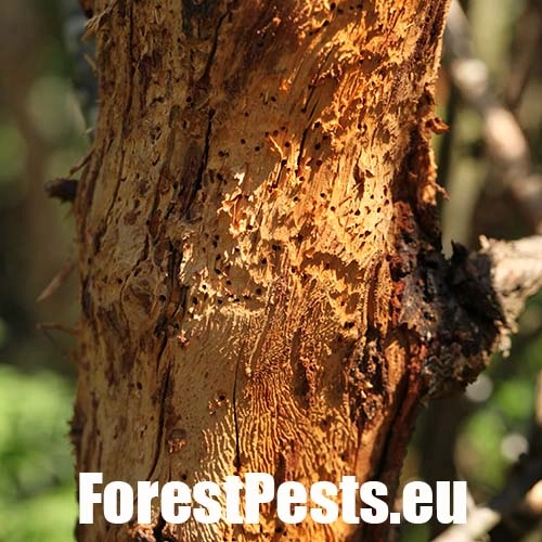 Podk&ocirc;rnik slivkov&yacute;