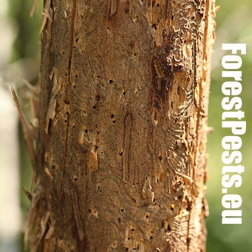 Podk&ocirc;rnik slivkov&yacute;