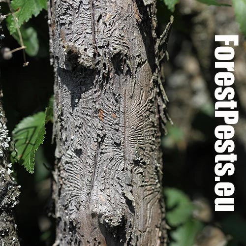 Podk&ocirc;rniky Scolytus na breste