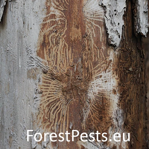 Podk&ocirc;rniky Scolytus na breste