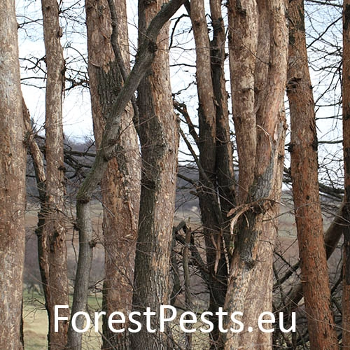 Podk&ocirc;rniky Scolytus na breste