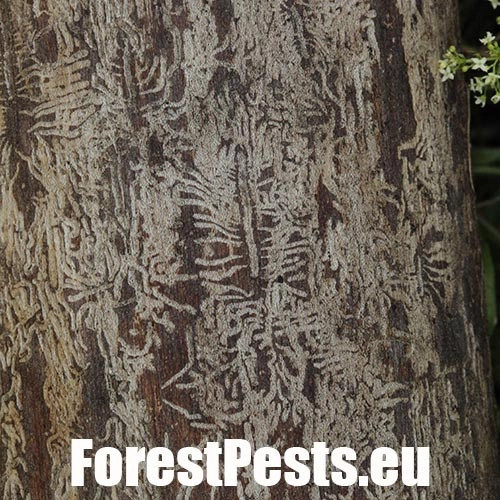 Podk&ocirc;rniky Scolytus na breste