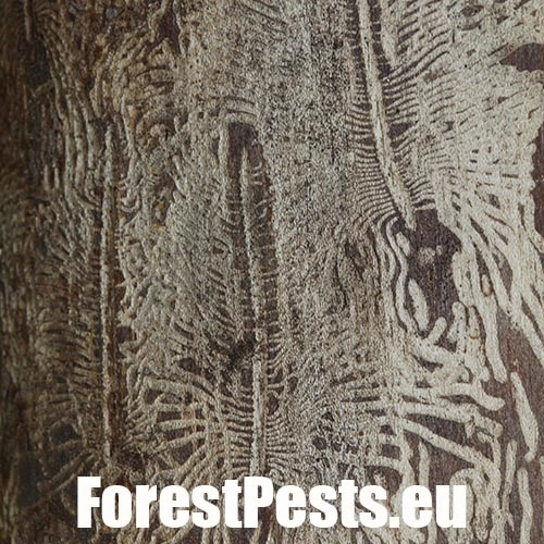 Podk&ocirc;rniky Scolytus na breste