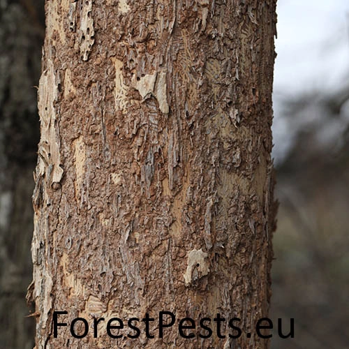 Podk&ocirc;rniky Scolytus na breste