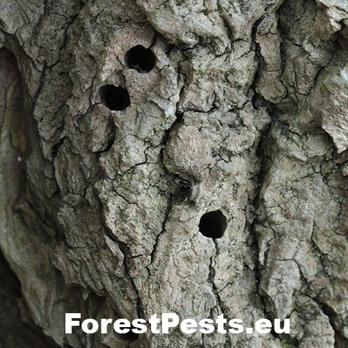 Podobn&iacute;k sr&scaron;ňovit&yacute;