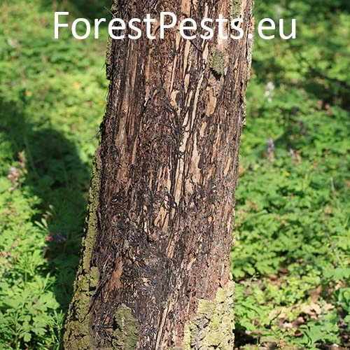 Podpňovka obyčajn&aacute;