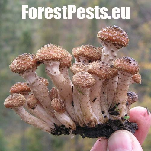 Podpňovka smrekov&aacute; 