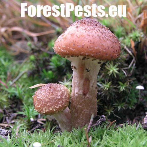 Podpňovka smrekov&aacute; 