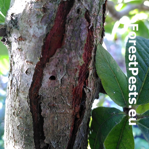 Poln&iacute;k stromov&yacute;