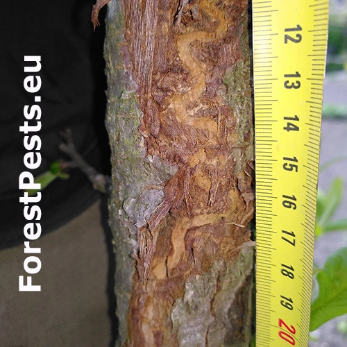 Poln&iacute;k stromov&yacute;