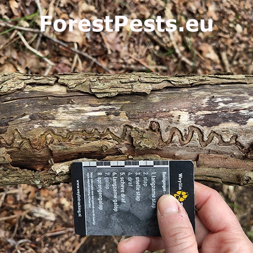 Poln&iacute;k stromov&yacute;