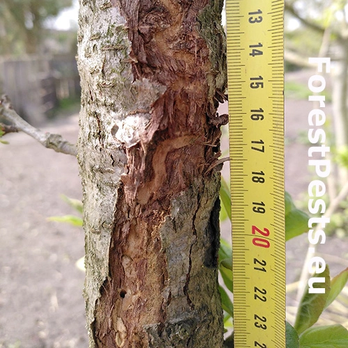 Poln&iacute;k stromov&yacute;