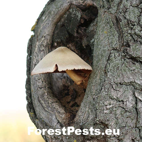 Po&scaron;vovec stromov&yacute;