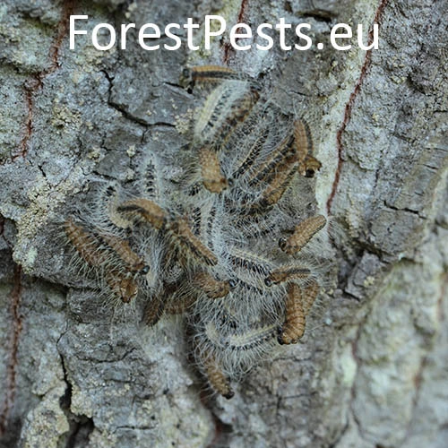 Priadkovček dubov&yacute;