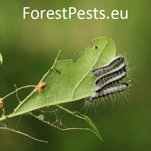 Priadkovček dubov&yacute;