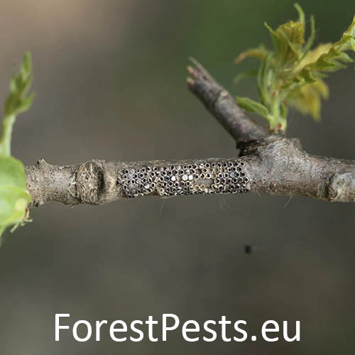 Priadkovček dubov&yacute;