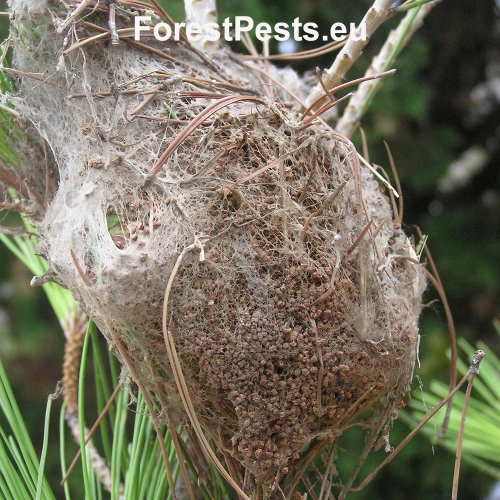 Priadkovček Thaumetopoea pityocampa 