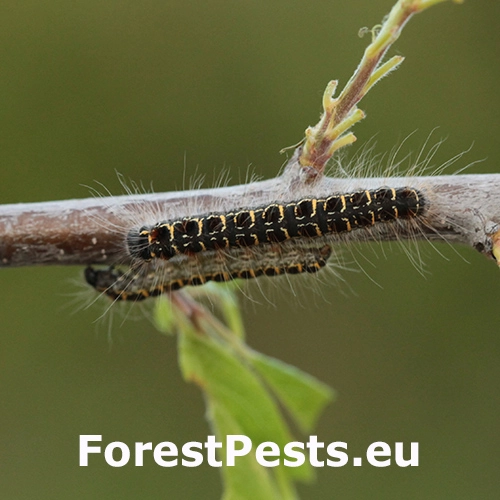 Priadkovec brezov&yacute;