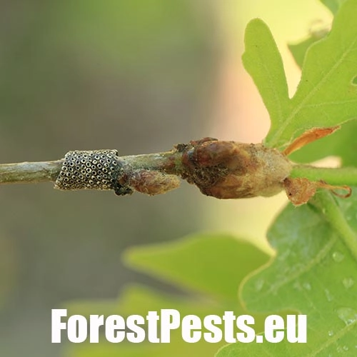 Priadkovec obr&uacute;čkav&yacute;