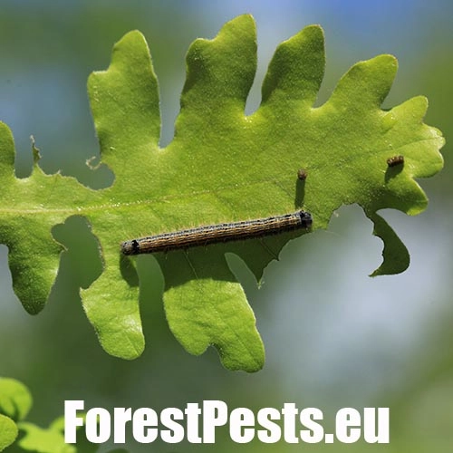 Priadkovec obr&uacute;čkav&yacute;