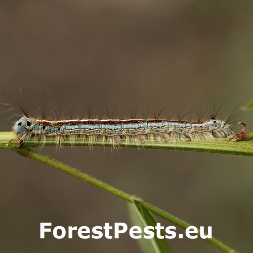 Priadkovec obr&uacute;čkav&yacute;