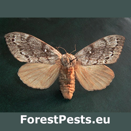 Priadkovec sib&iacute;rsky