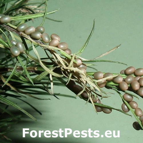 Priadkovec sib&iacute;rsky